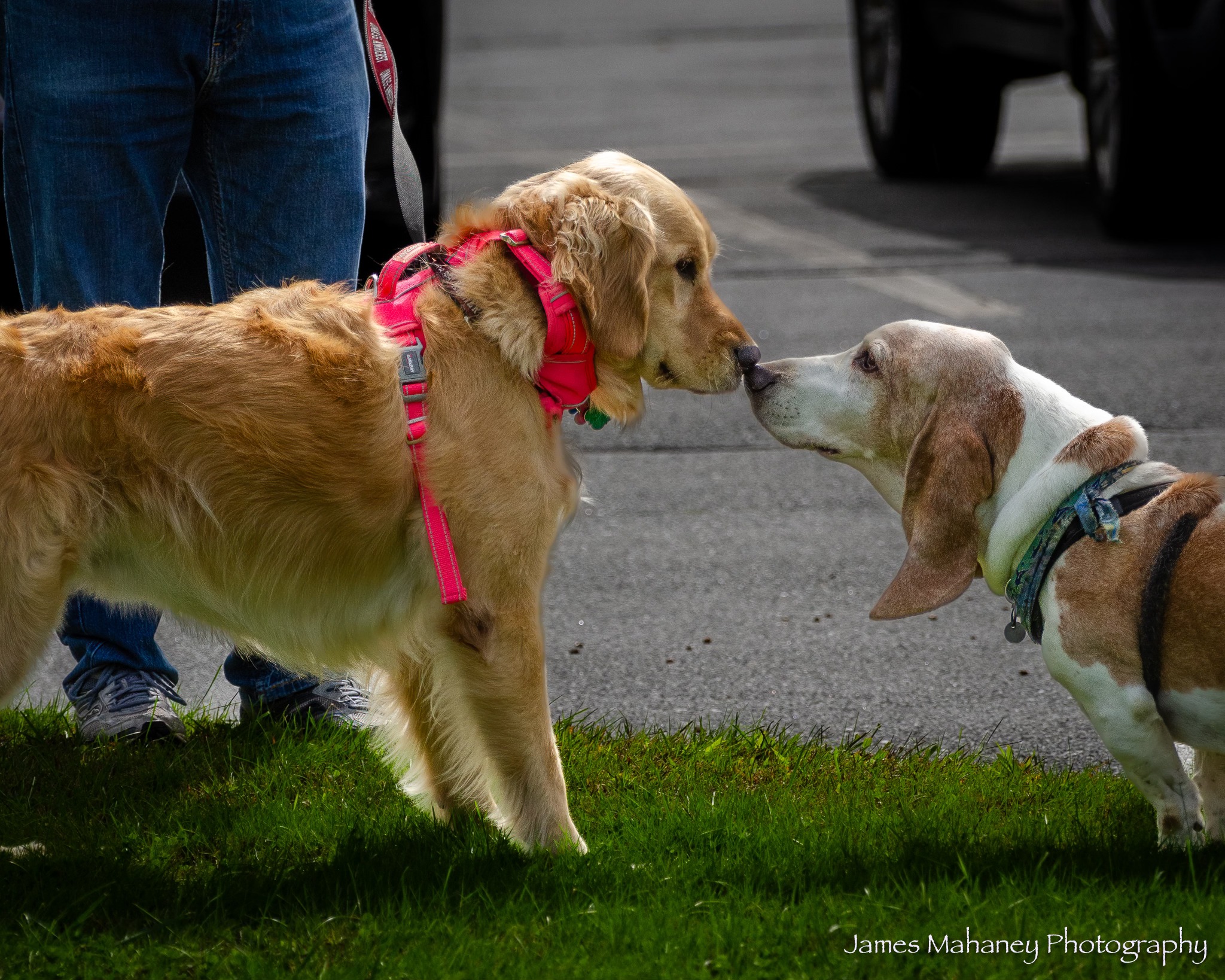 Blessing of the Animals 2023